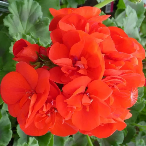 Géranium Zonal multicolore. La jardinière de 50 cm