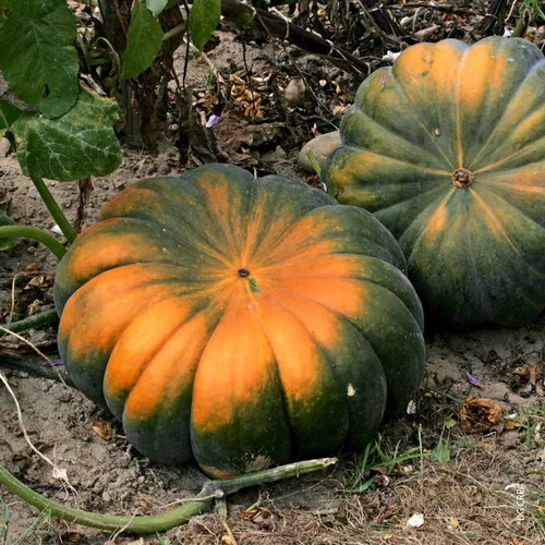 Courge Musquee De Provence Bio. La barquette de 6 plants