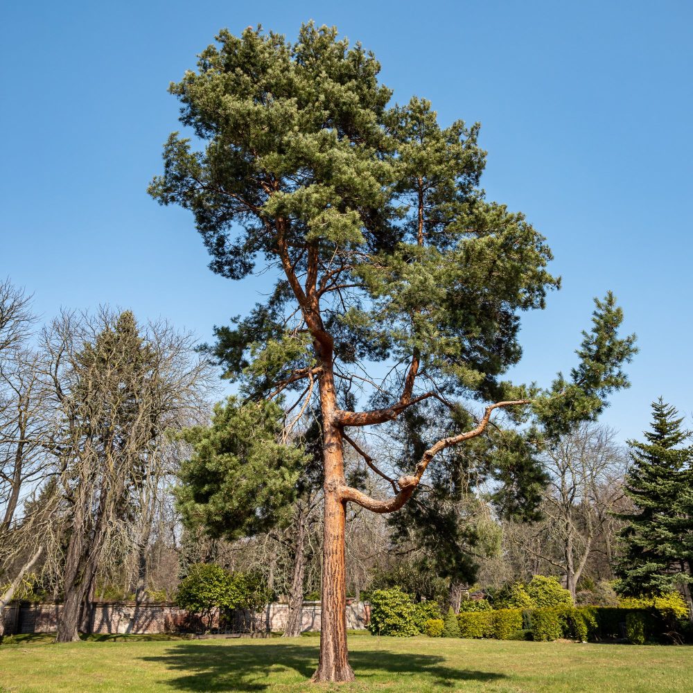 Pin sylvestre Pinus sylvestris