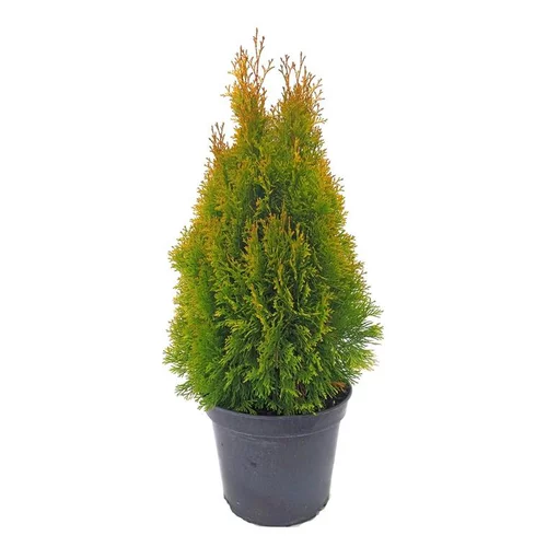 Thuya Occidentalis Golden Smaragd. Le pot de 7,5 litres