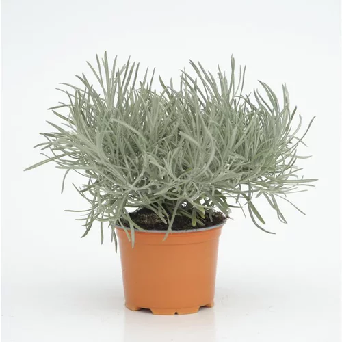 Helichrysum Thianschanicum - Le pot diam 12 cm