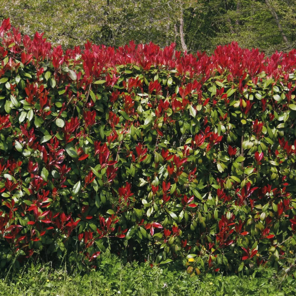 Haie de 3 Photinias Red Robin Photinia fraseri Red Robin