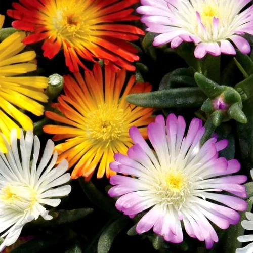 Delosperma Jewel of the Desert ou Pourpier vivace à fleurs multicolores - Le pot de 1 litre
