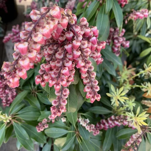 Andromède (Pieris Japonica) Valley Valentine rose. Le pot de 3 litres