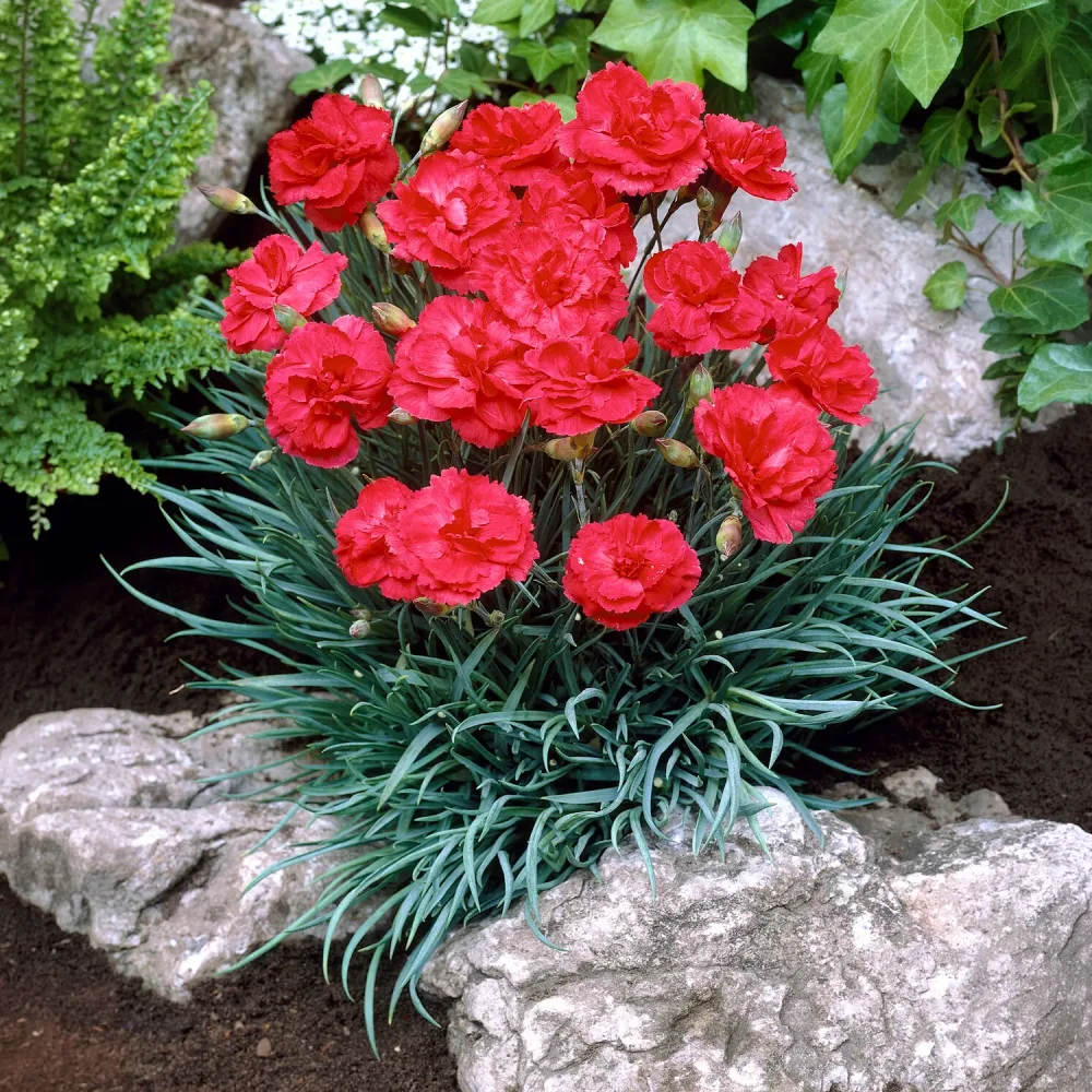 Œillet mignardise David Dianthus plumarius David