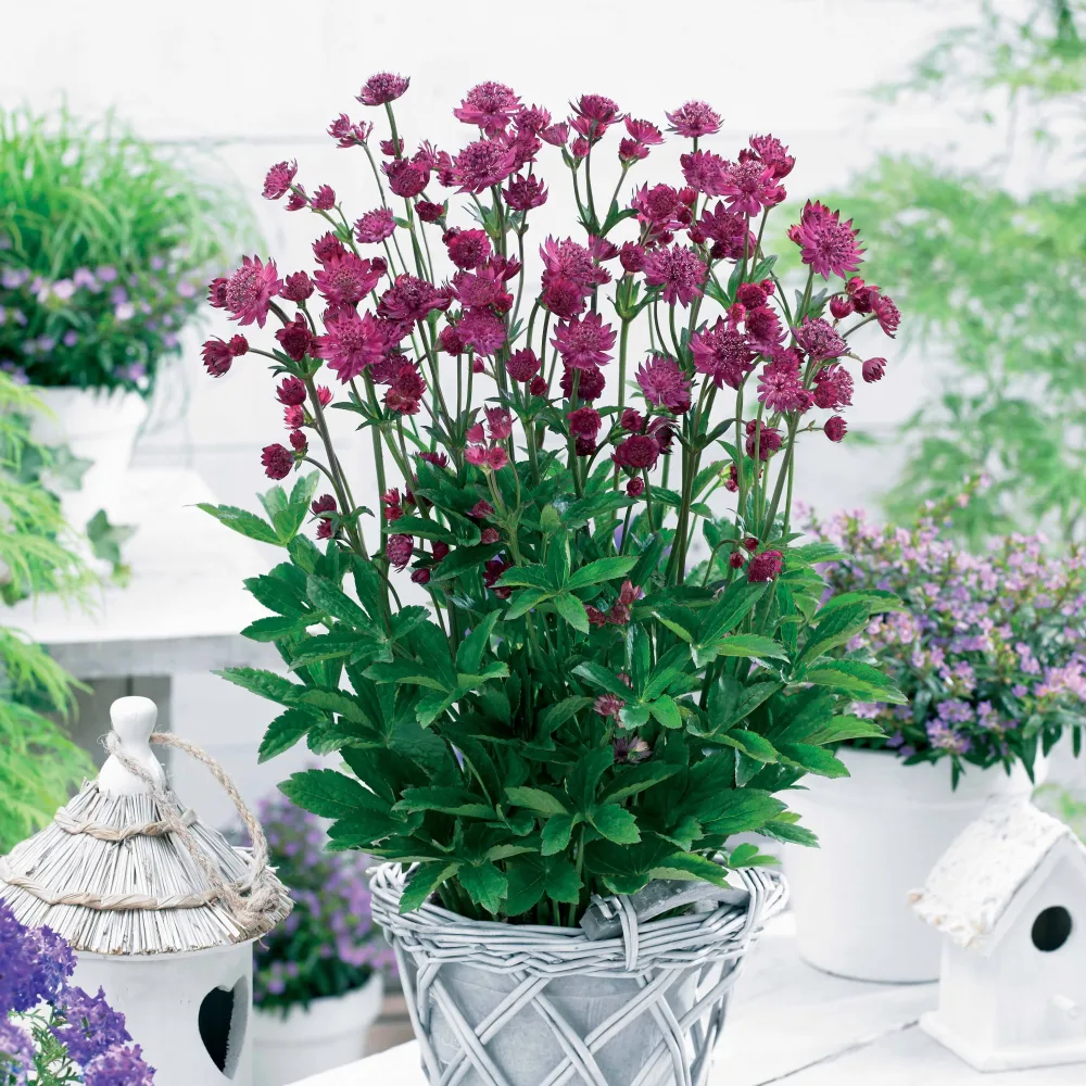 2 Astrances Milano Astrantia major censation® milano