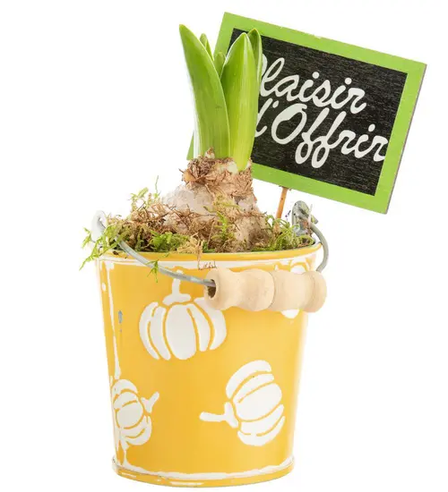Jacinthe x 1 pot zinc décor courges - Ø 8 cm