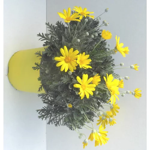 Euryops Pectinatus - Le pot de 3 litres