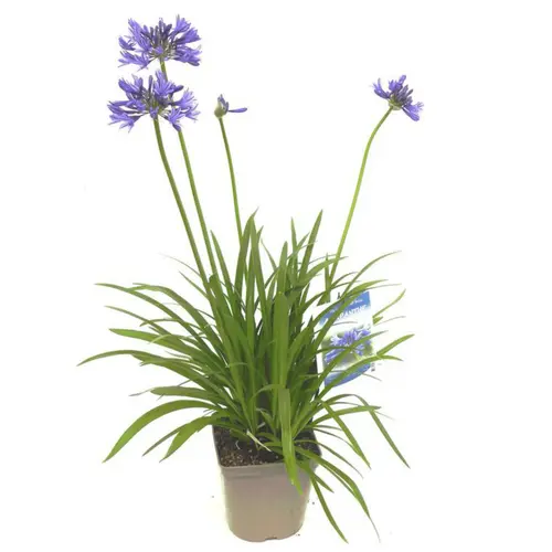 Agapanthe "Peter Pan". Le pot de 2 litres