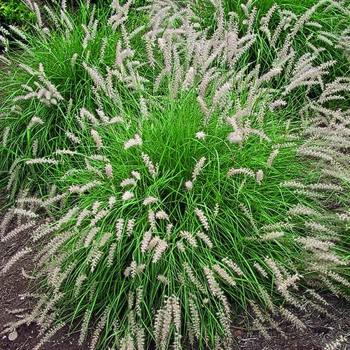 Herbe-aux-Écouvillons d'Orient vert botanic®. Le pot de 4 litres