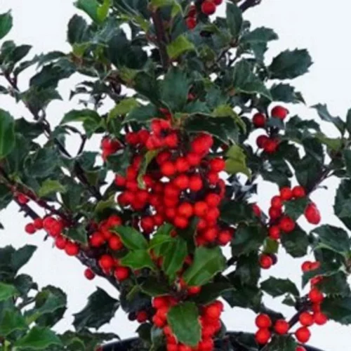 Houx ou Ilex variés - Le pot de 10,5 cm