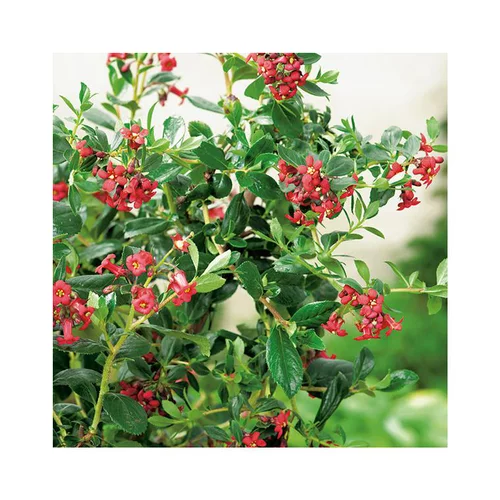 Escallonia coccinea en pot de 3 litres