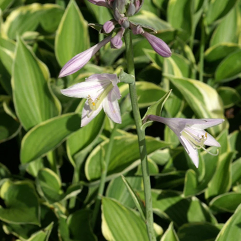 Hosta Normalis Hosta fortunei aureomarginata