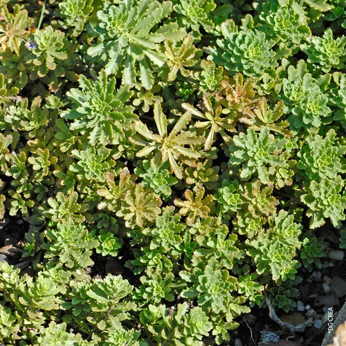 Sedum 'Weihenstephaner Gold' - Le pot de 1 litre