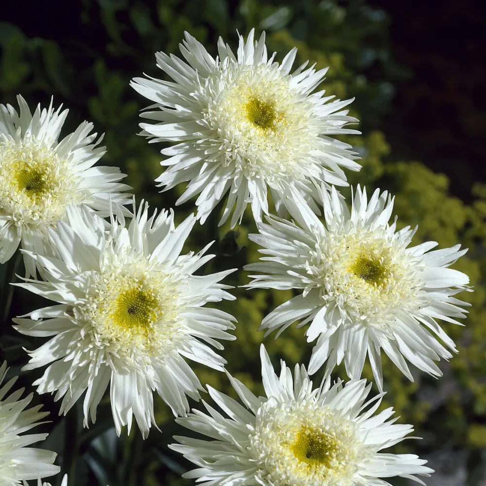 Marguerite d'été Wirral Supreme Leucanthemum superbum Wirral Supreme