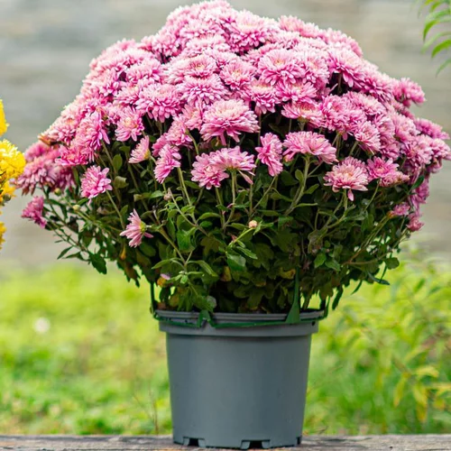 Chrysanthèmes - Le pot de Ø 16-18 cm
