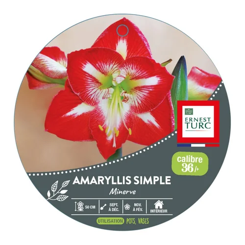 Amaryllis minerve botanic® - 1 bulbe