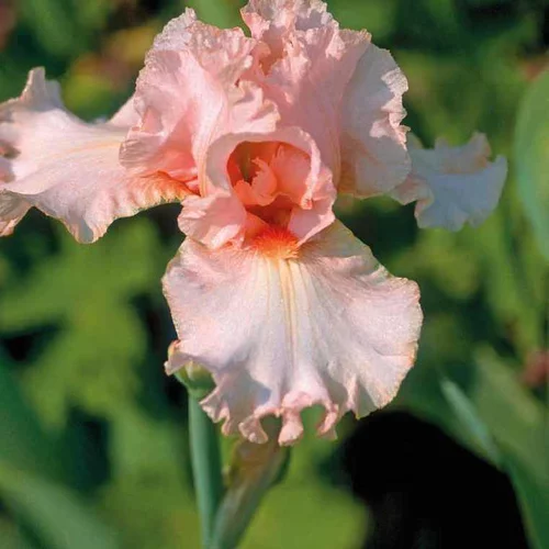 Iris des Jardins Rose - Le pot de 9 x 9 cm
