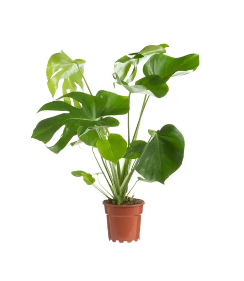 Monstera vert. Le pot Ø 19 cm