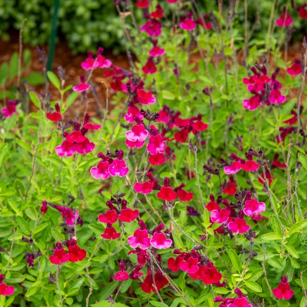 Sauge Magical® Zambesi Salvia jamensis Magical® Zambesi Kolmazam