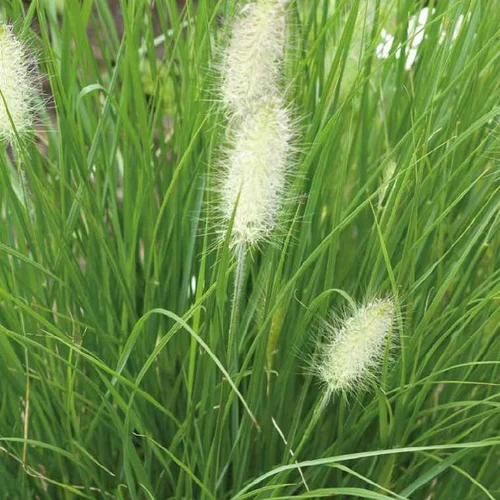 Pennisetum Villosum - Le pot de 2 litres
