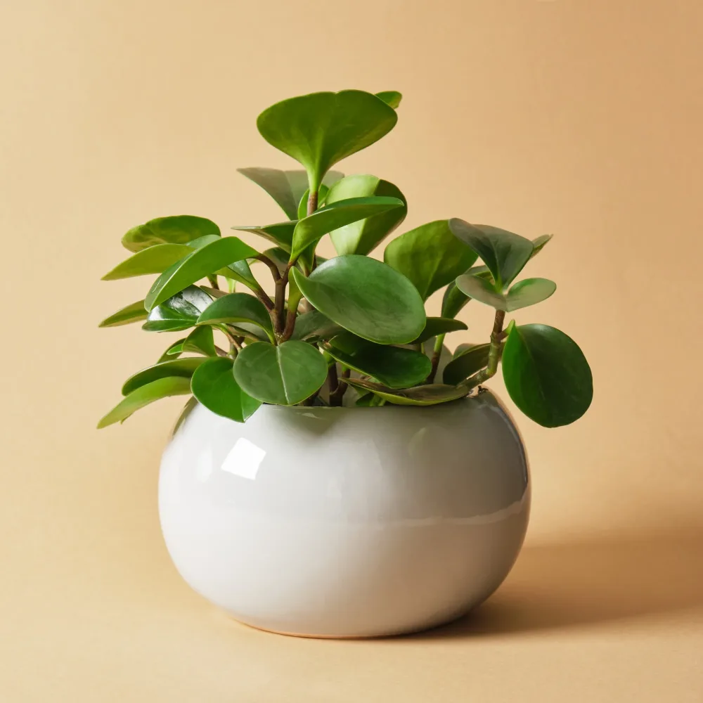 Peperomia obtusifolia Peperomia obtusifolia