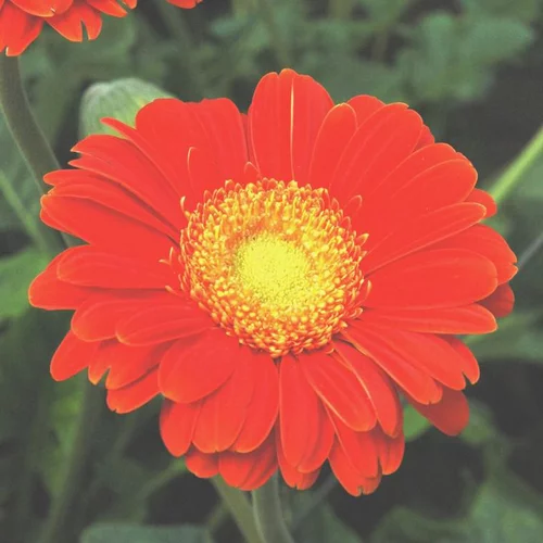 Gerbera - Le pot de 7,5 litres
