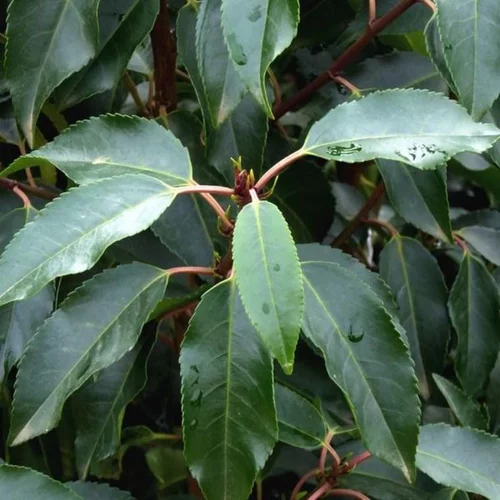 Prunus Lusitanica Angustifolia 1/4 Tige en pot de 9 L