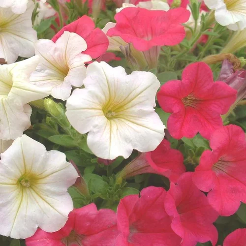 Pétunia multicolore. Le pot de Ø 10,5 cm