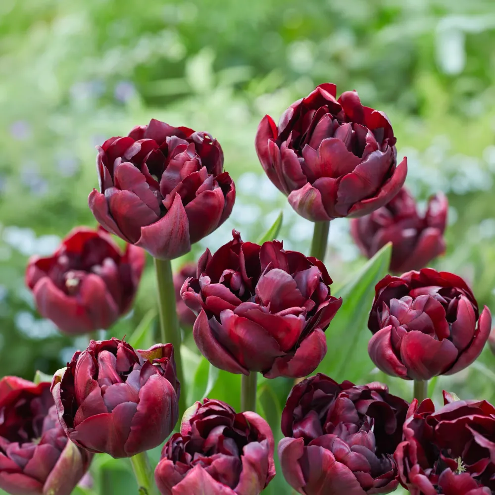 Tulipe Palmyra Tulipa Palmyra
