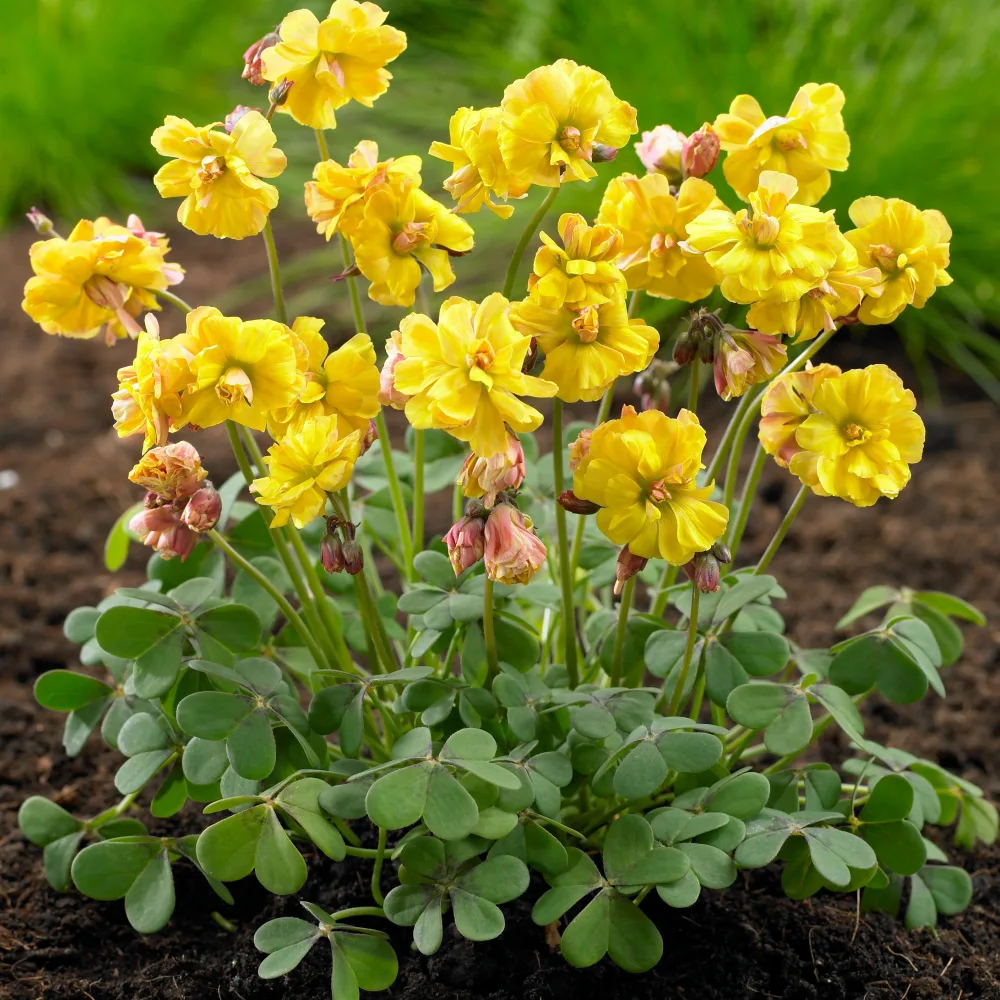 5 Oxalis Double Trouble Oxalis double Trouble