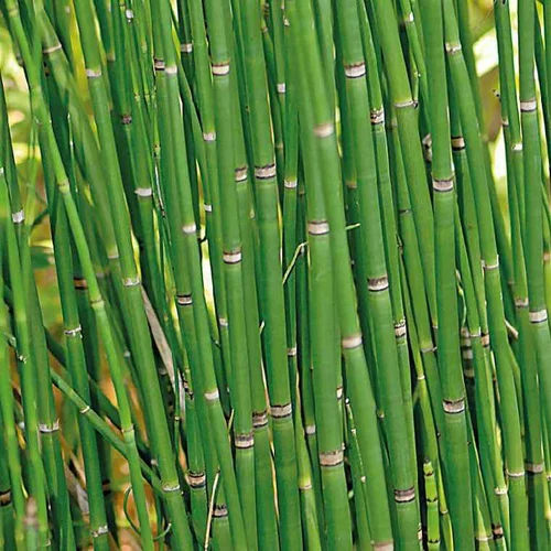 Equisetum japonicum