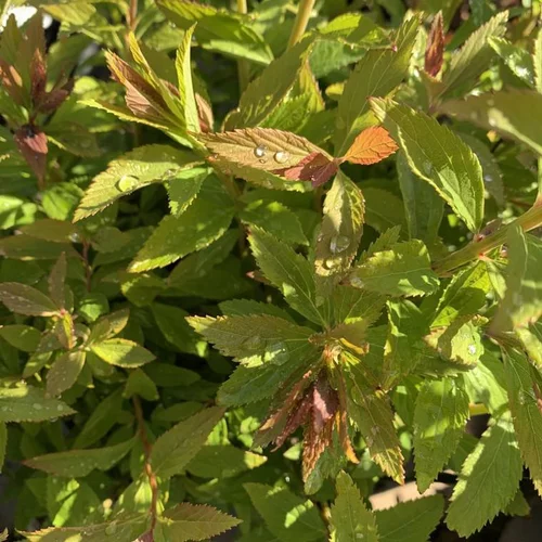 Spirée Japonica Shirobana rose. Le pot de 7 litres