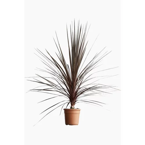 Cordyline Atropurpurea Pot 15L