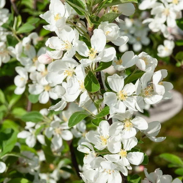 Pommier d'ornement Evereste Perpetu Malus Evereste Perpetu