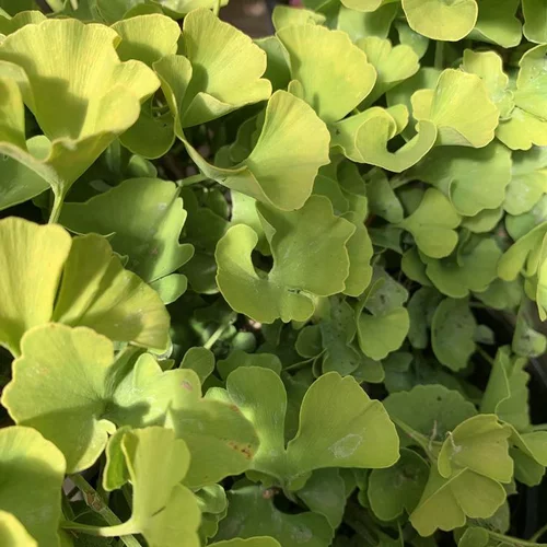 Ginkgo Biloba Mariken jaune. Le pot de 11 litres