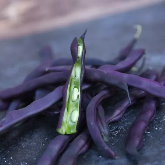 Semences bio et reproductibles de Haricot à cosses violettes
