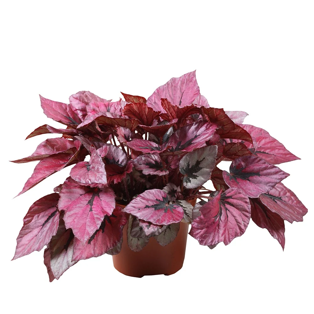 Bégonia Beleaf Indian Summer Begonia beleaf indian summer