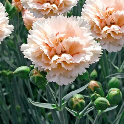 Œillet des fleuristes ou Œillet giroflée (Dianthus caryophyllus) à fleurs roses. La barquette de 6 plants