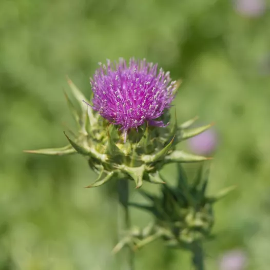 Chardon Marie | Graines de fleurs bio et reproductibles