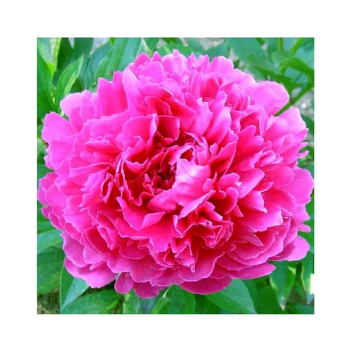 Pivoine Herbacee Général Macmahon - Le pot de 5 litres
