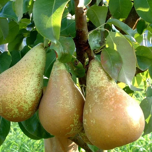 Poirier Nain Fruit Me® Pear Me Conference. La jardinière de 30 litres