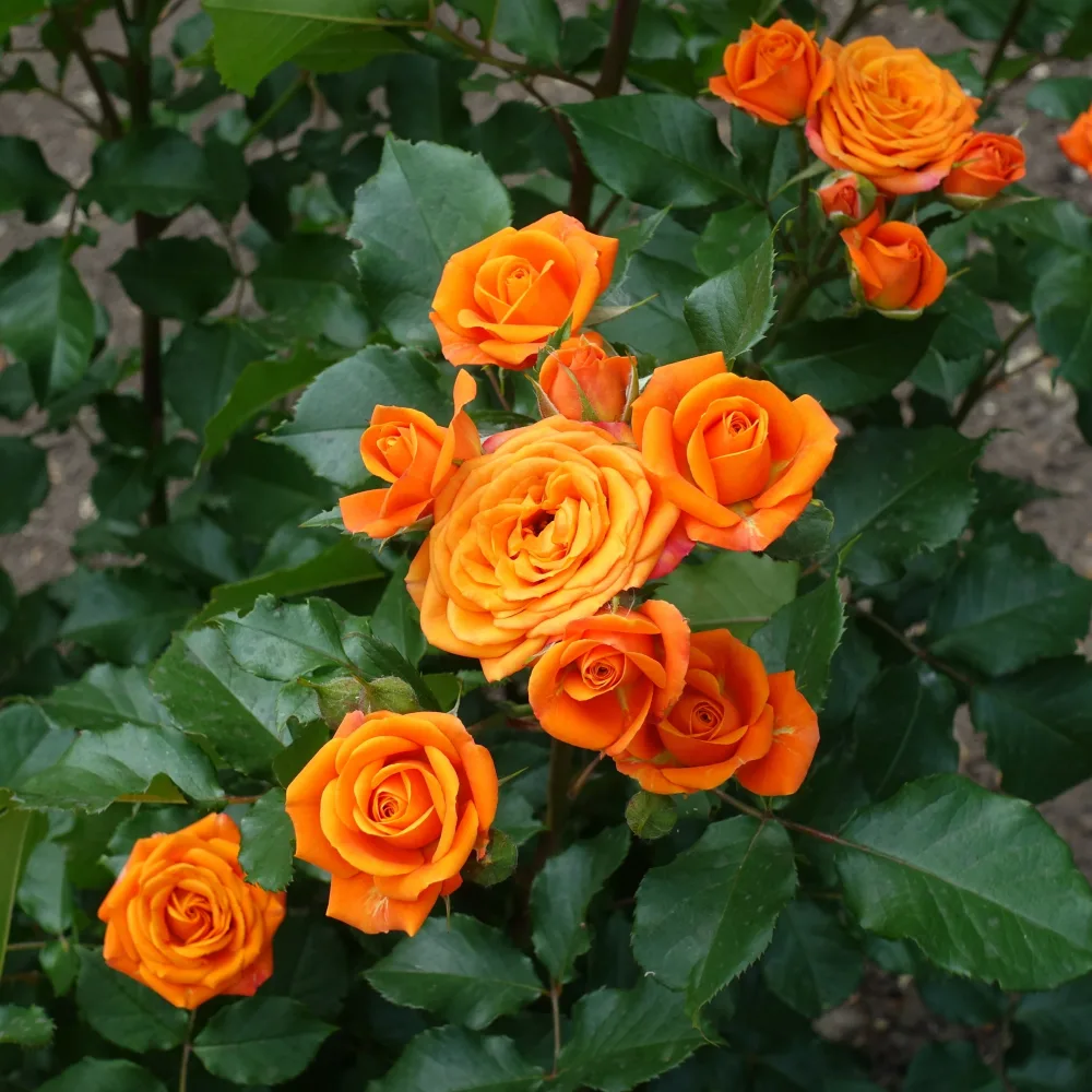 Rosier buisson orange Rosa