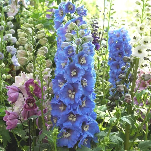 Delphinium Magic Fountain (Bleu) - Le pot de 1 litre