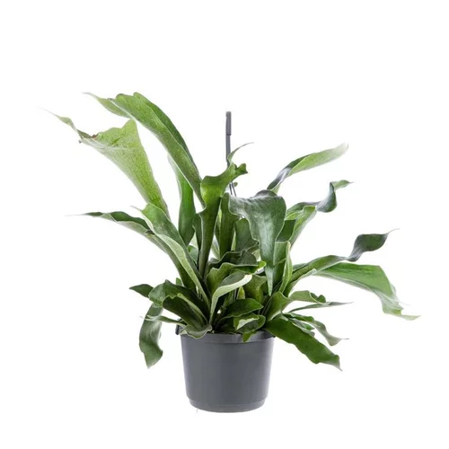 Platycerium Bifurcatum suspension Ø20xH40 cm