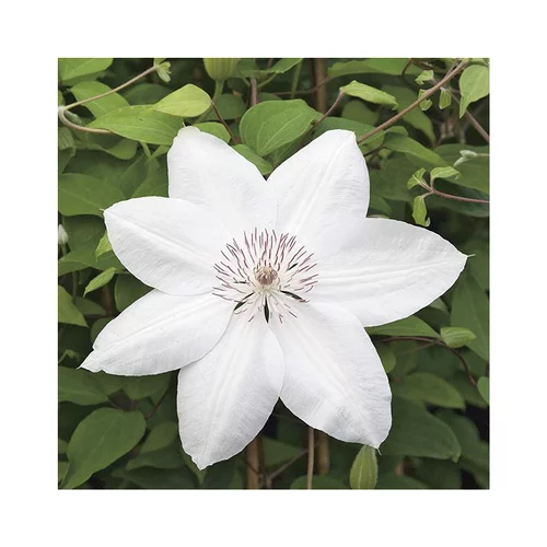 CLEMATITE HENRYI. Le pot de 3 litres
