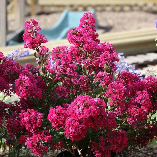 Lagerstroemia Indica With Love Kiss rose. Le pot de 4 litres