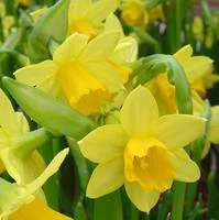 Narcisse tête à tête - Le pot de 10.5 cm