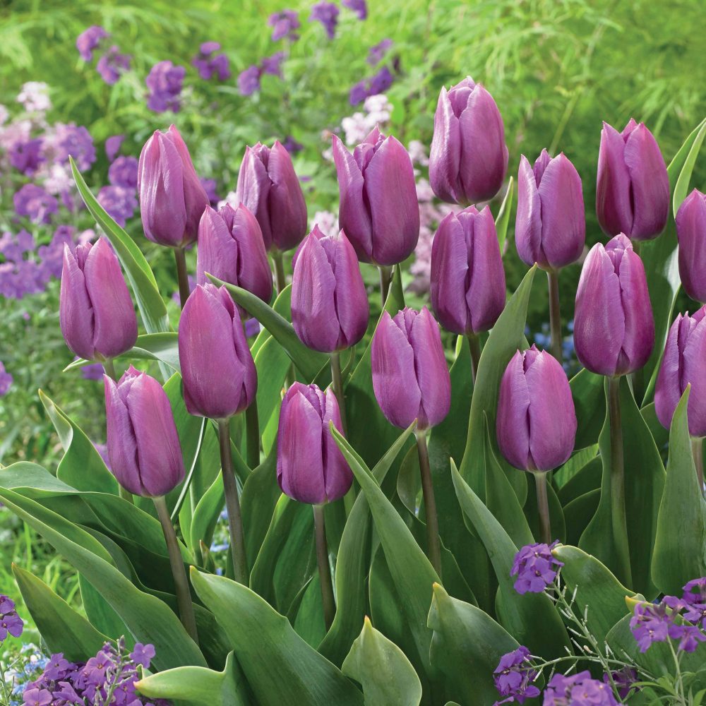 10 Tulipes triomphe Blue Beauty Tulipa triomphe blue beauty