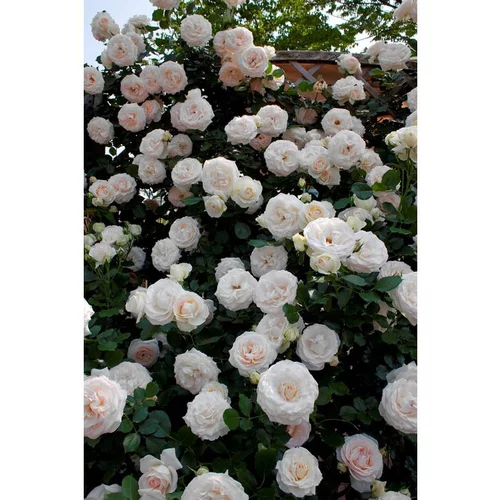 Rosier Palais Royal® Meiviowit – C10